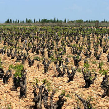 Chateauneuf-du-Pape-vineyards