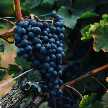 al-elmes-QTgOjDCiJEo-unsplash