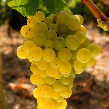 Sauvignon-Blanc-12