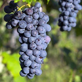 barbera grape