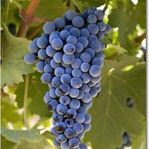 cabernet sauvignon grape