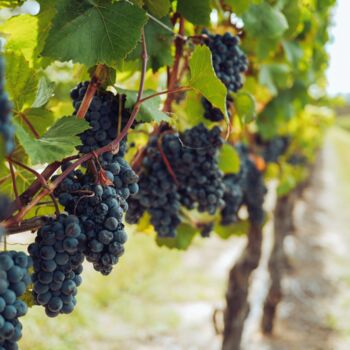 pexels-grape-things-3840335 (1)